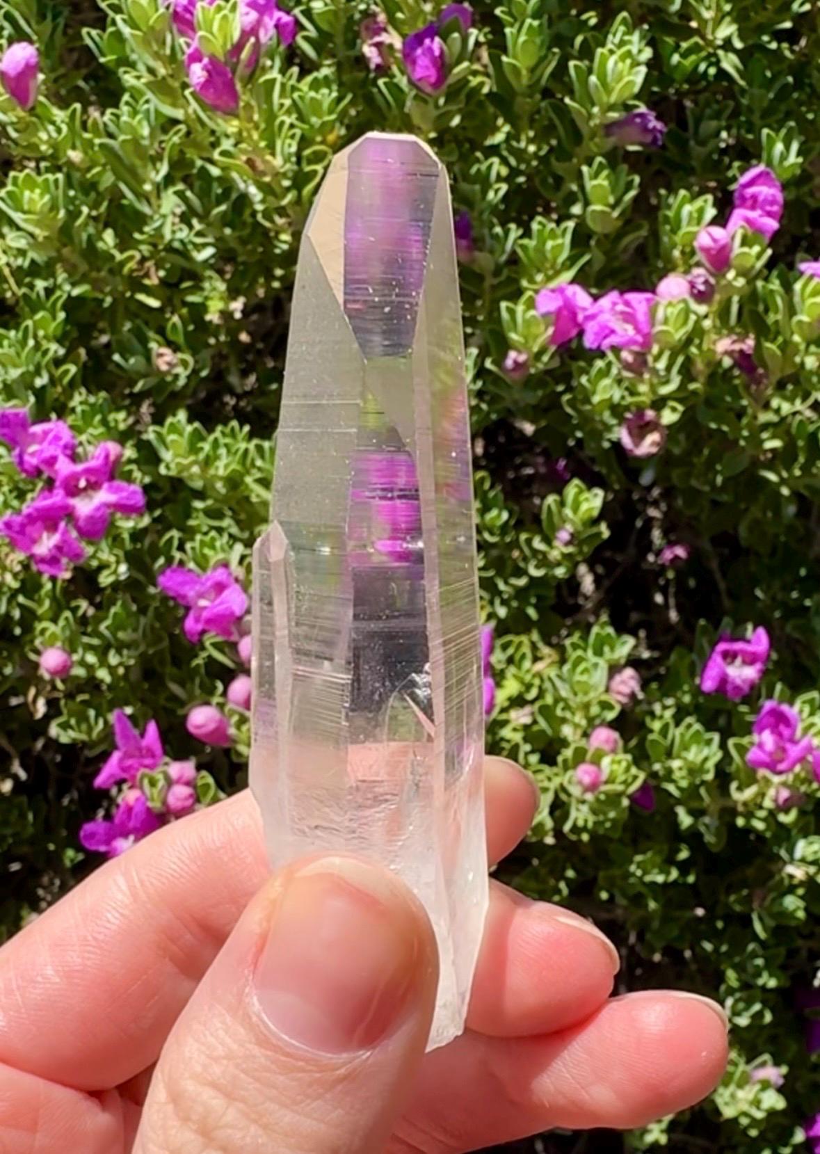 High Quality Colombian Lemurian
