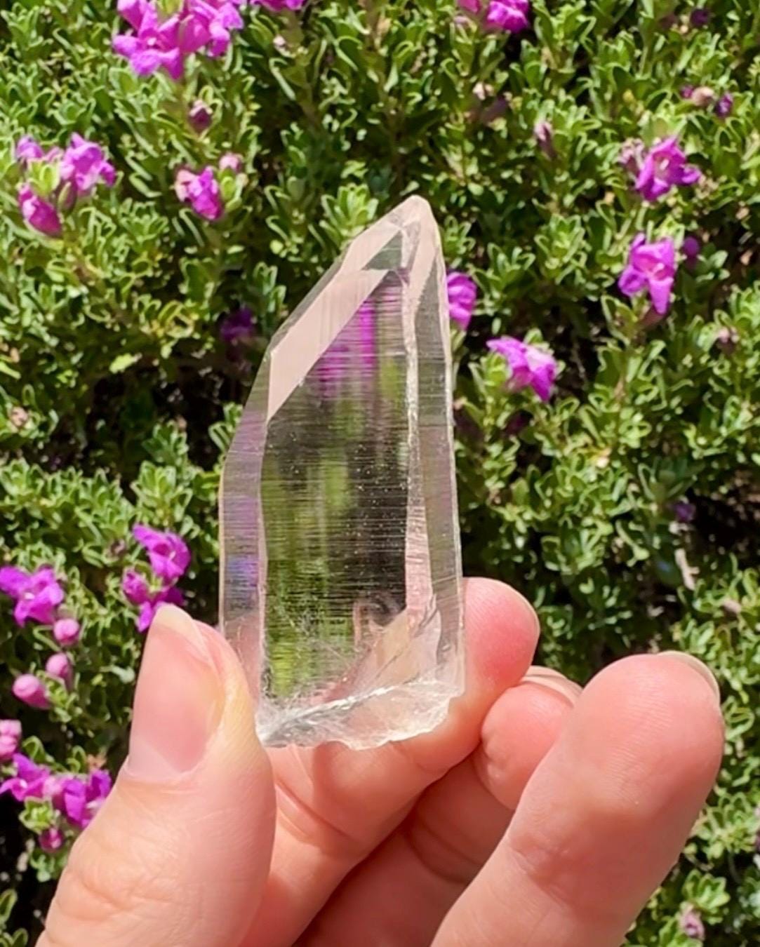 High Quality Colombian Lemurian