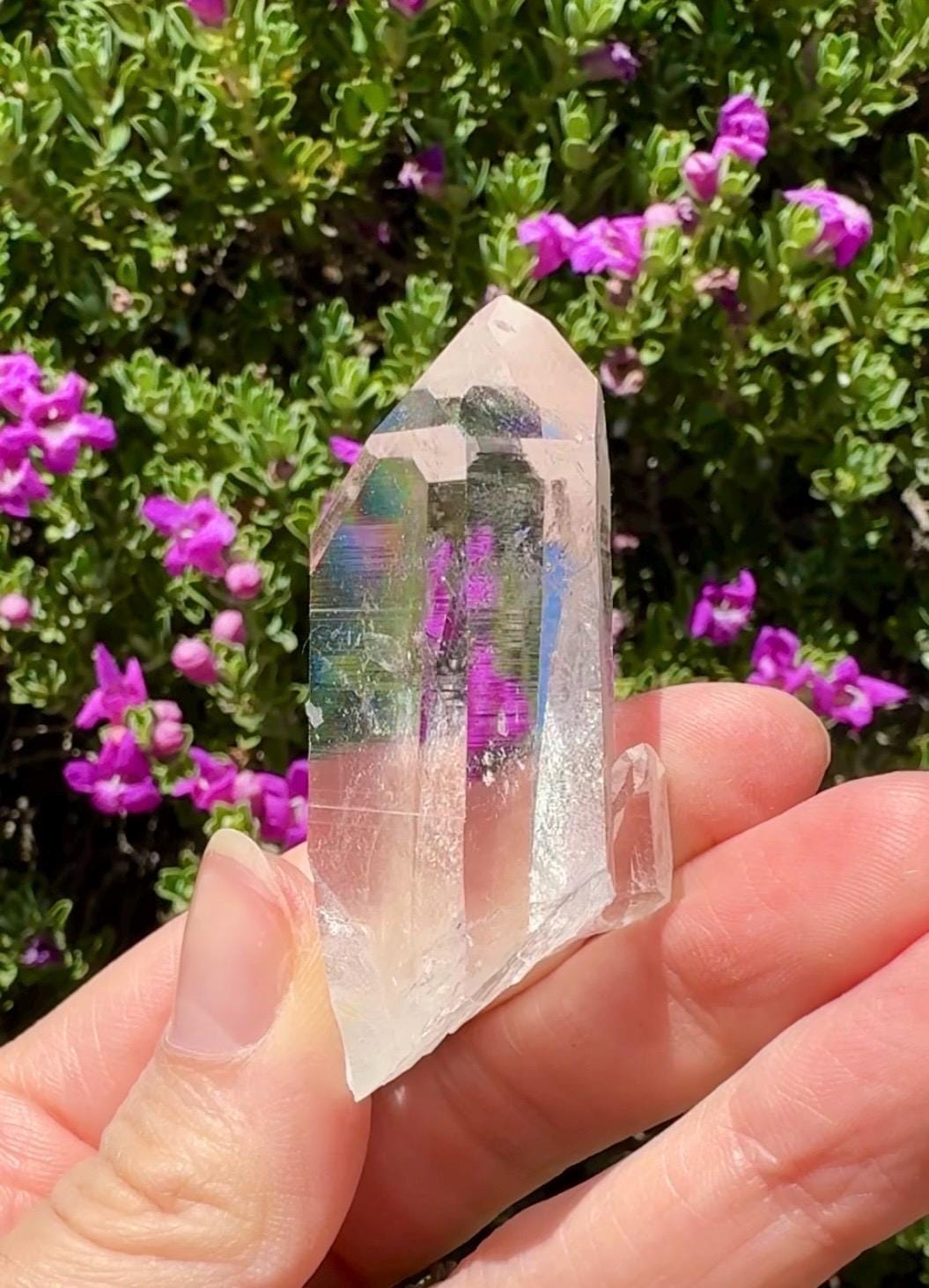 High Quality Colombian Lemurian
