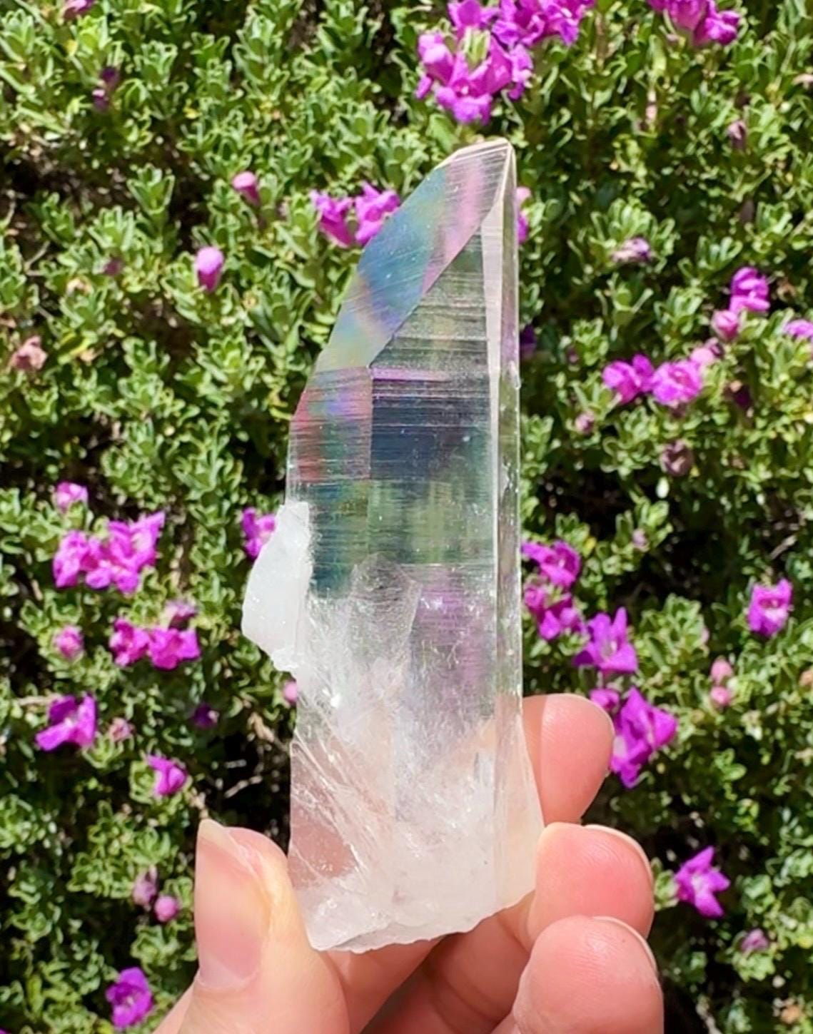 High Quality Colombian Lemurian