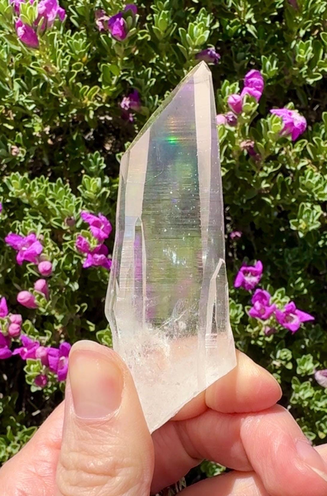 High Quality Colombian Lemurian