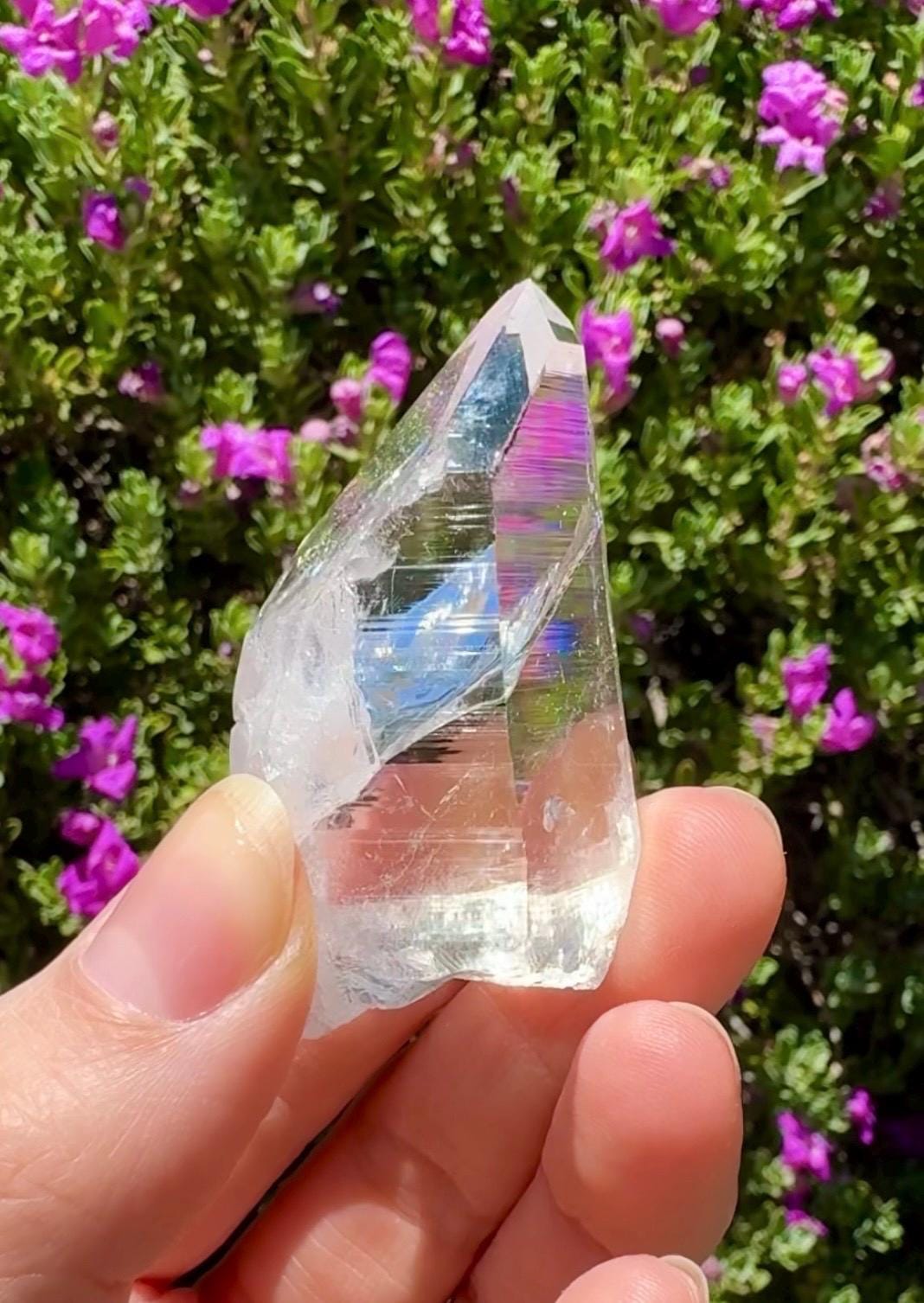 High Quality Colombian Lemurian