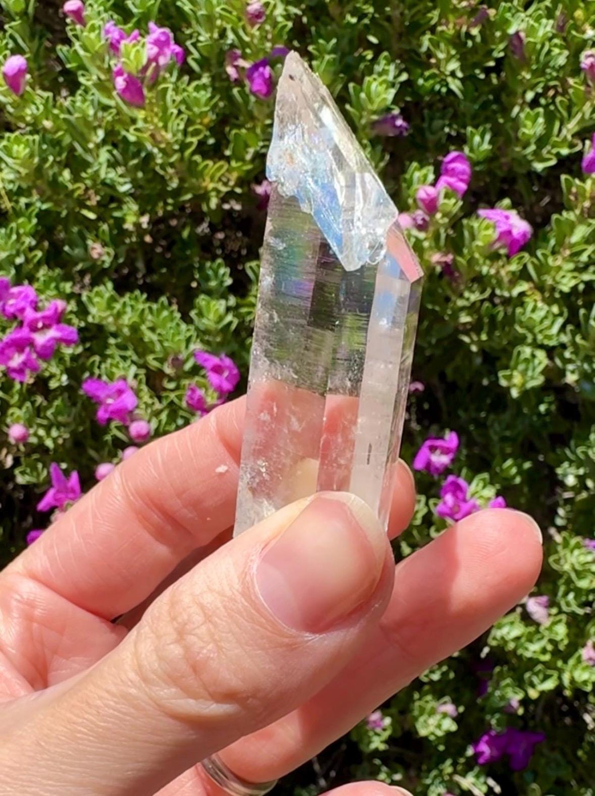 High Quality Colombian Lemurian