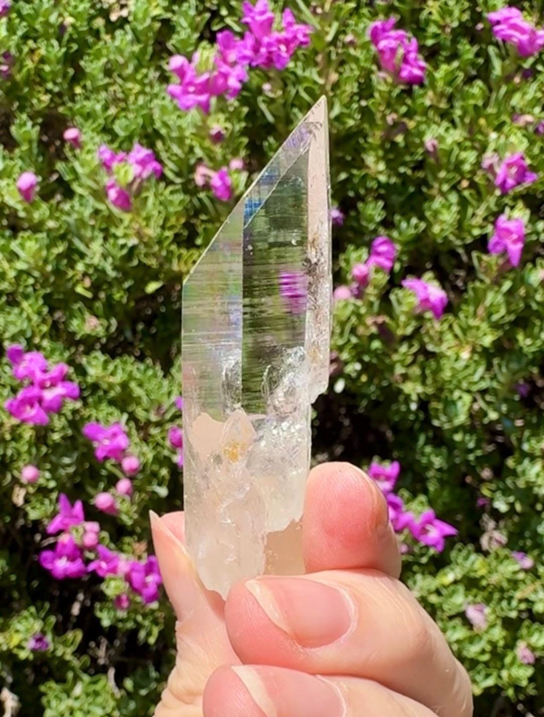 High Quality Colombian Lemurian