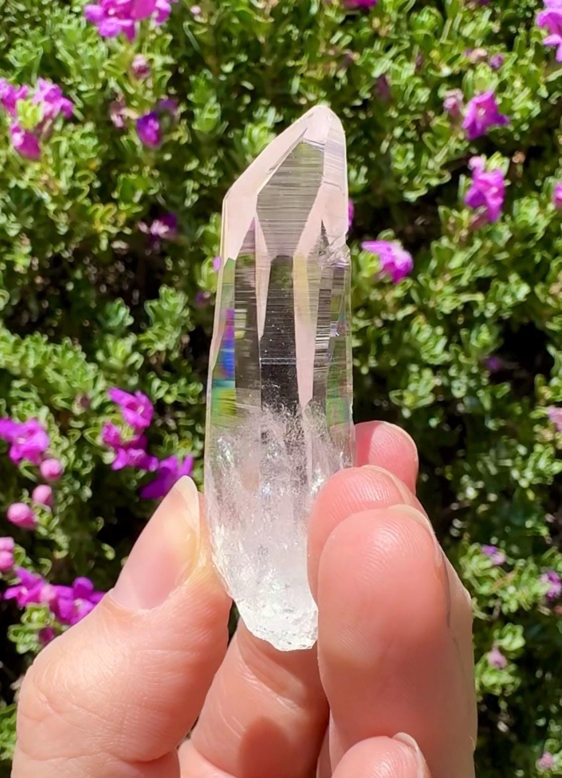 High Quality Colombian Lemurian
