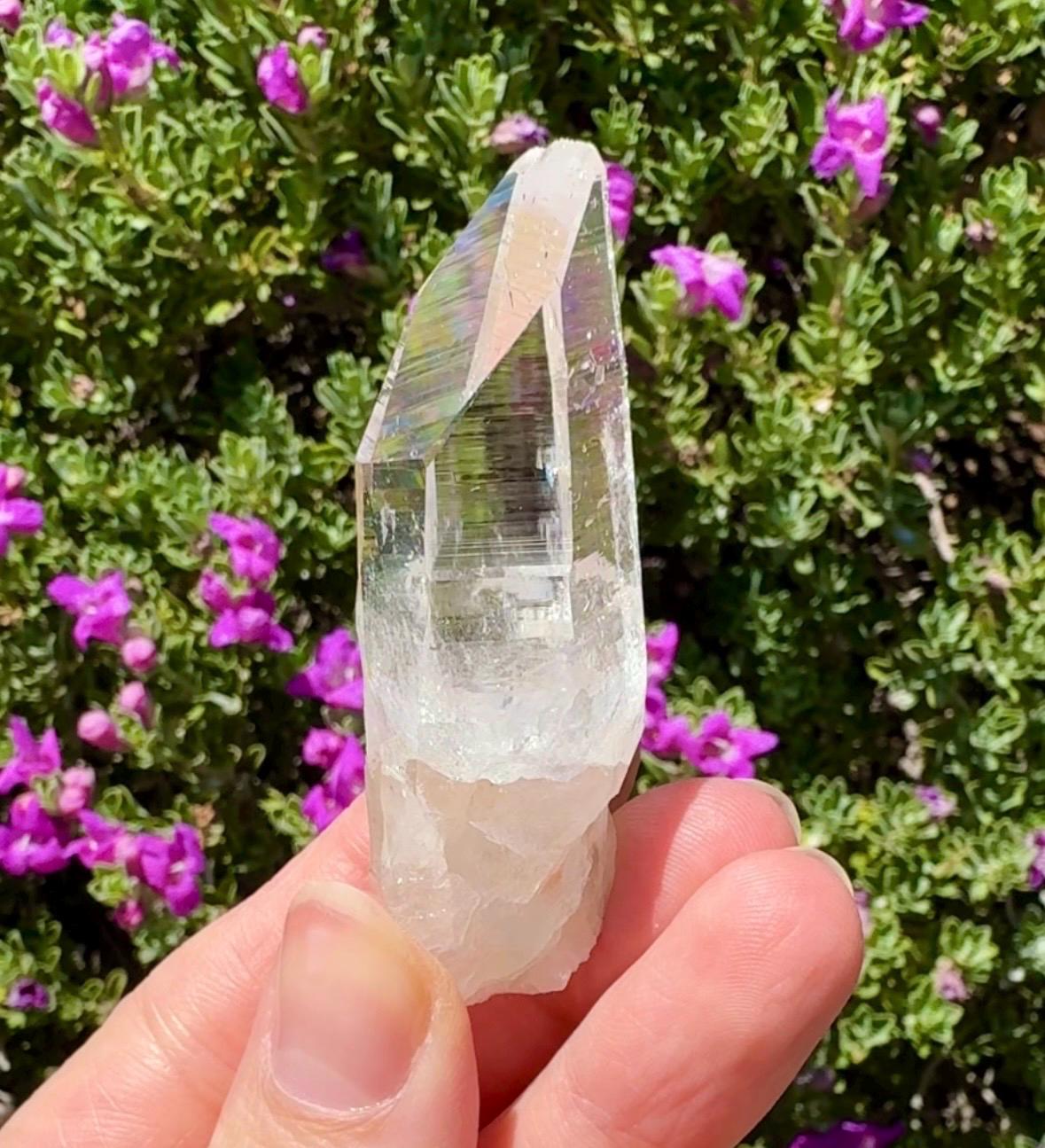 High Quality Colombian Lemurian