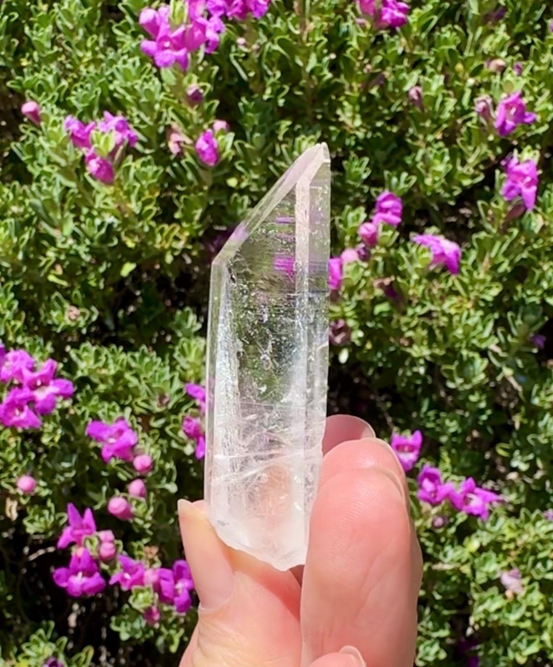 High Quality Colombian Lemurian