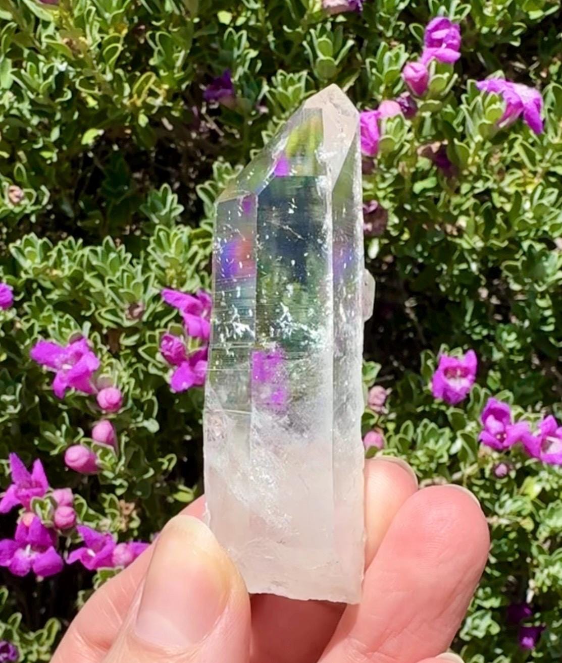High Quality Colombian Lemurian