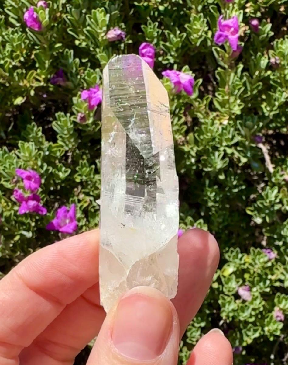 High Quality Colombian Lemurian