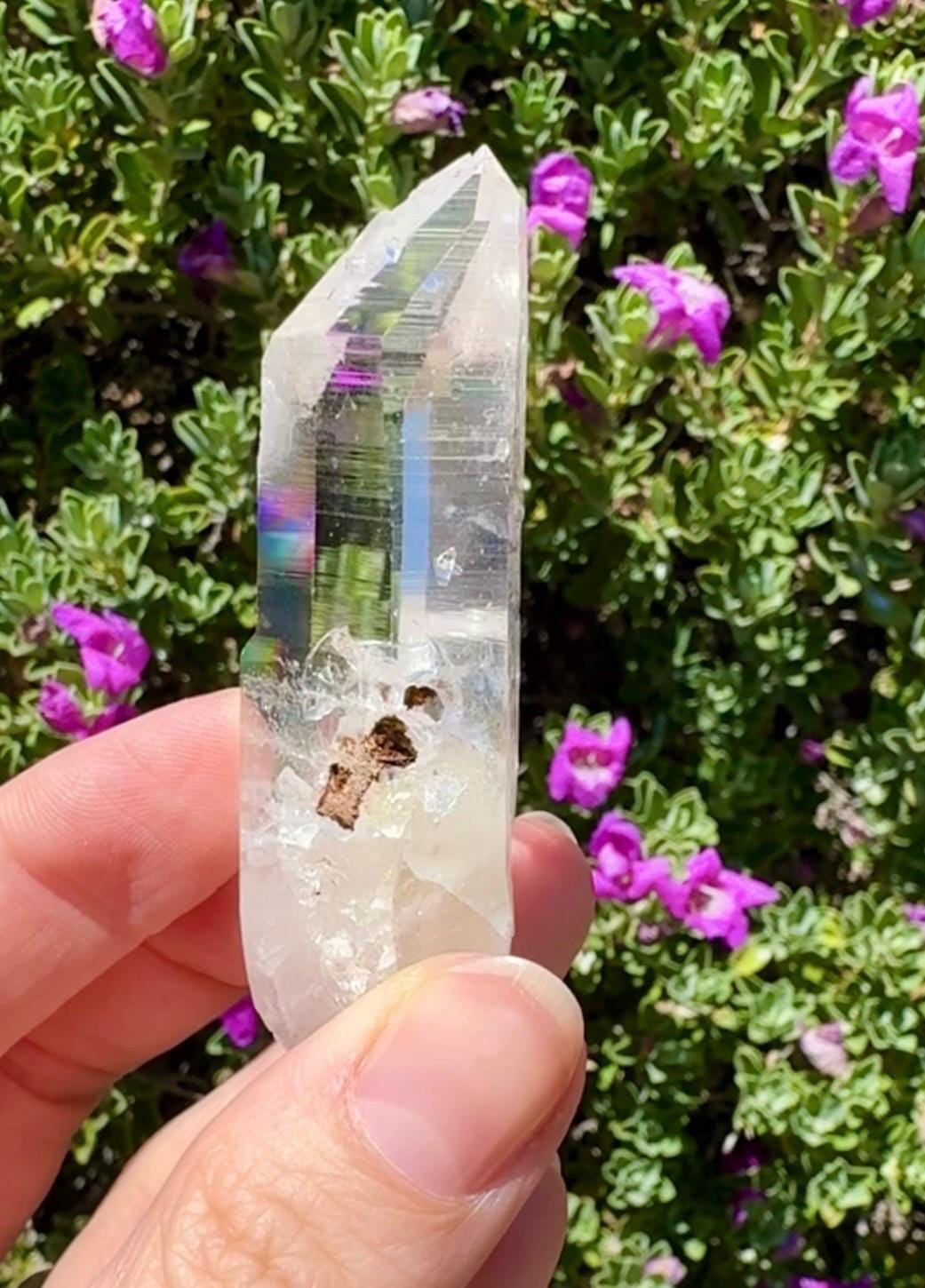 High Quality Colombian Lemurian