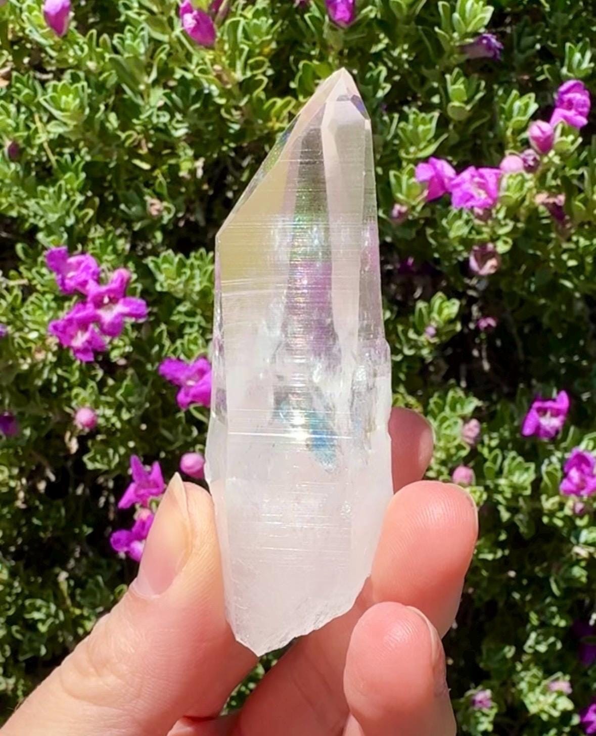 High Quality Colombian Lemurian