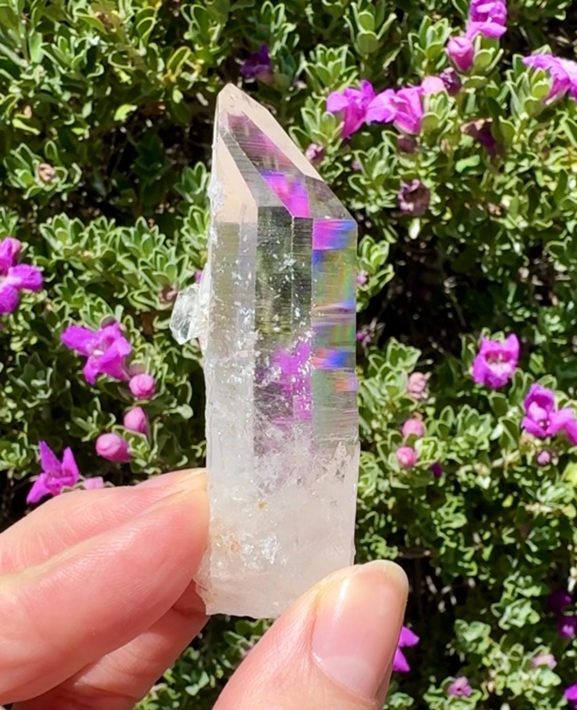 High Quality Colombian Lemurian