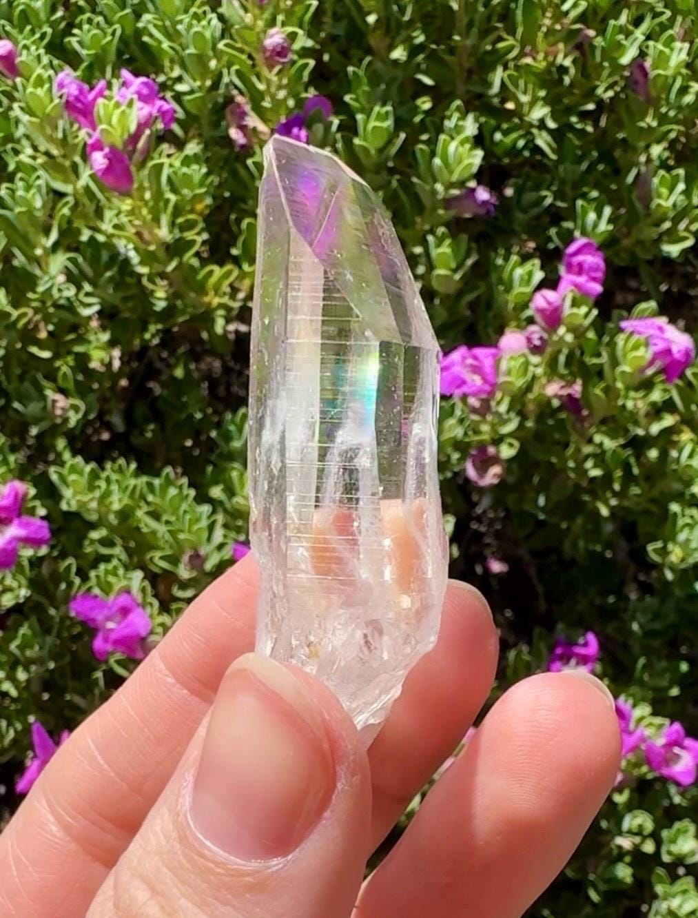 High Quality Colombian Lemurian