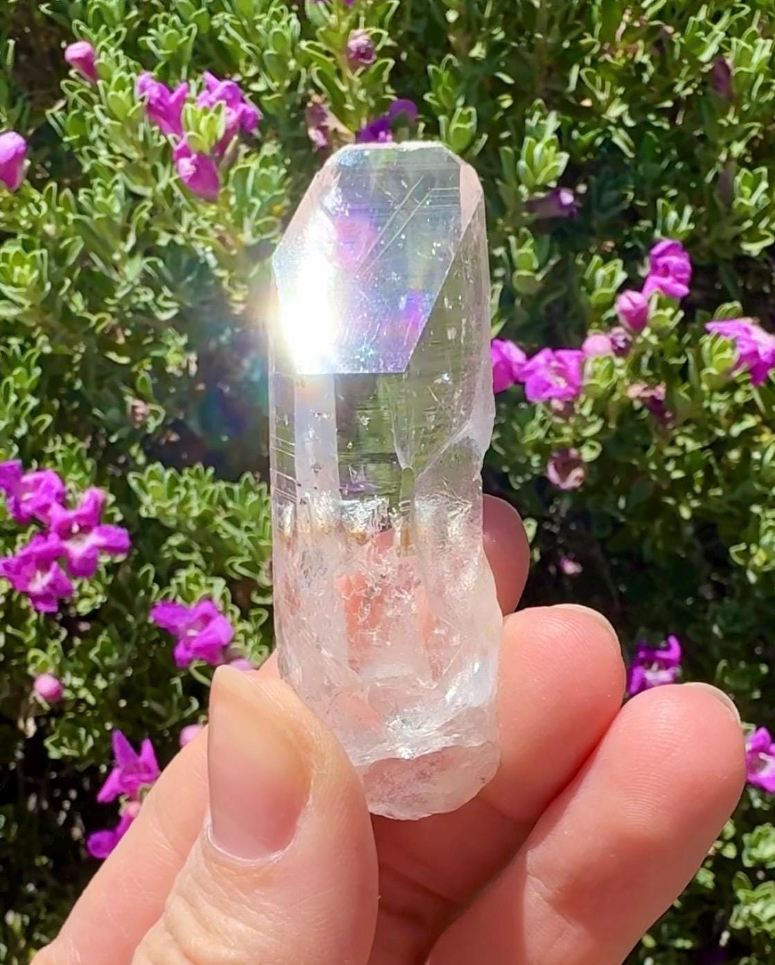 High Quality Colombian Lemurian