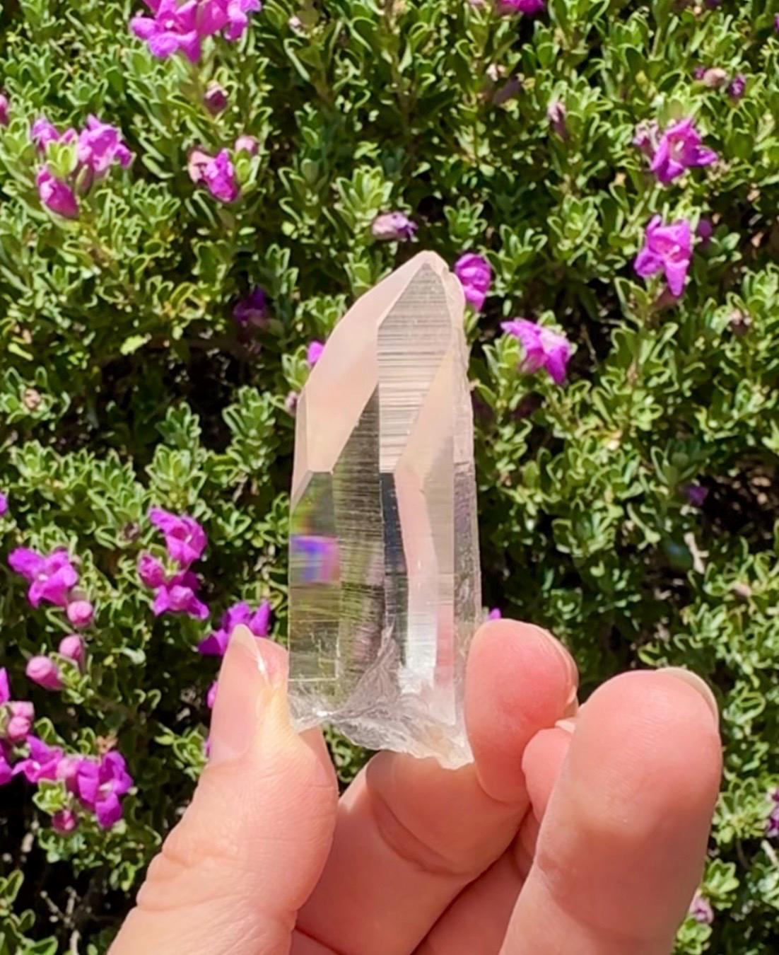 High Quality Colombian Lemurian