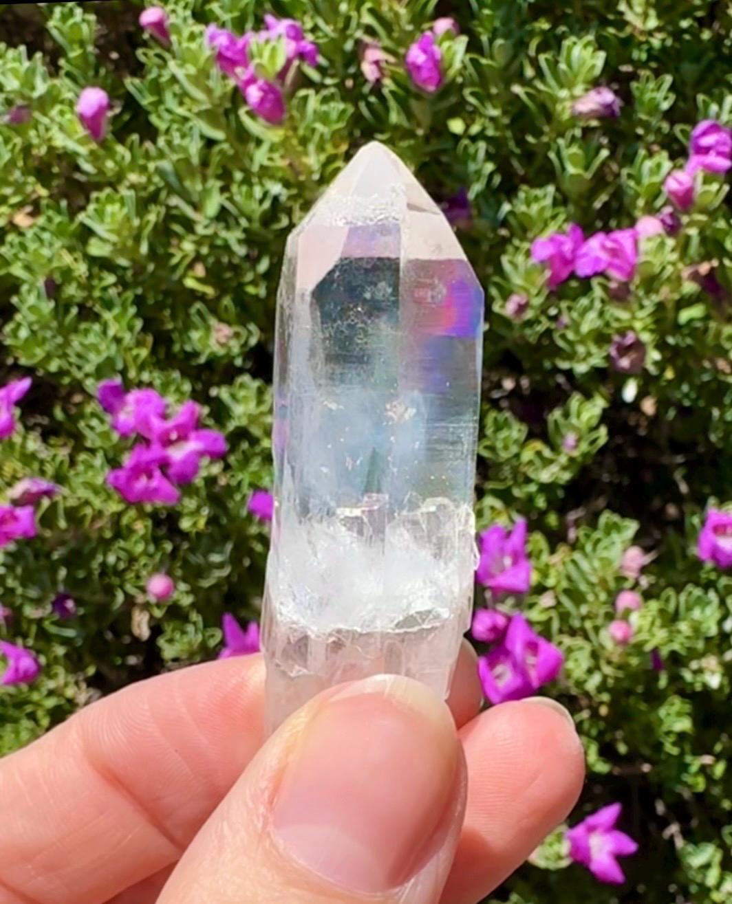 High Quality Colombian Lemurian
