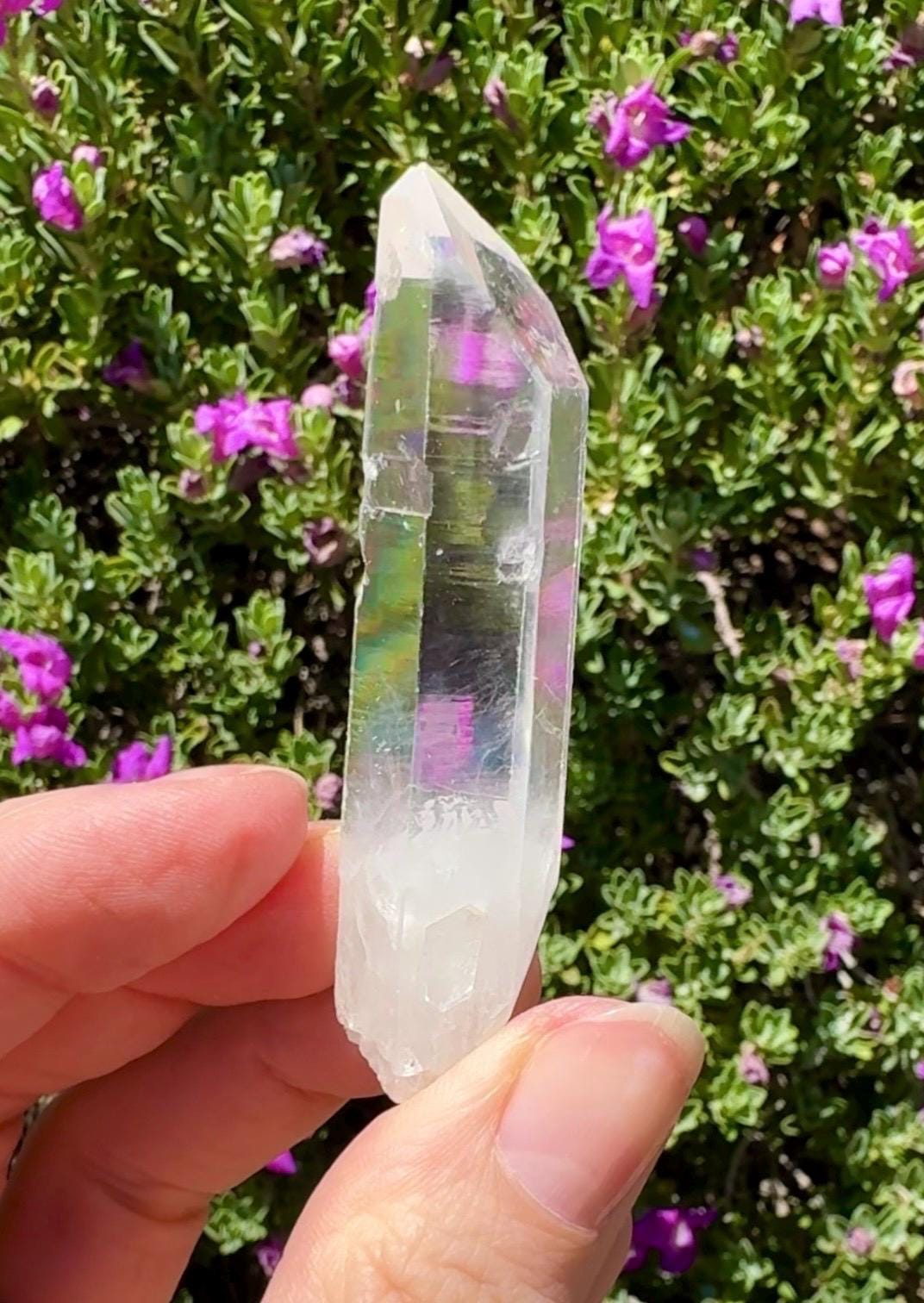 High Quality Colombian Lemurian