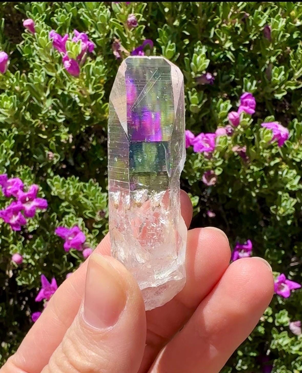 High Quality Colombian Lemurian