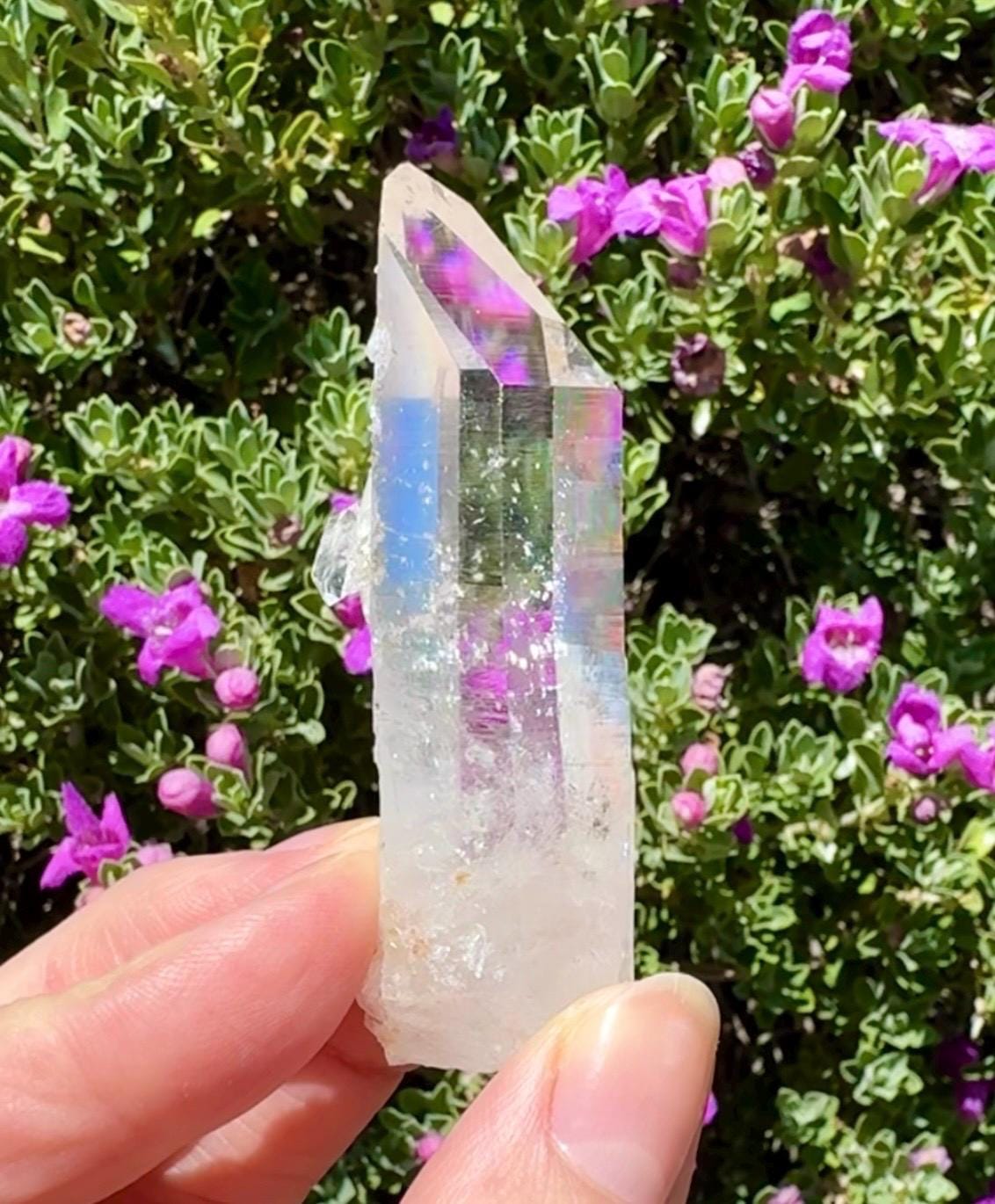 High Quality Colombian Lemurian