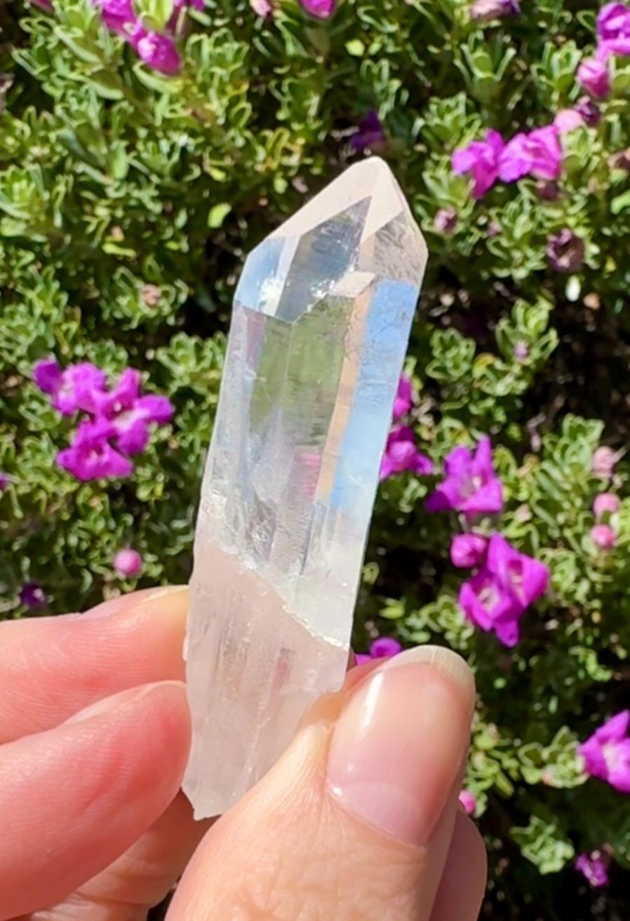 High Quality Colombian Lemurian