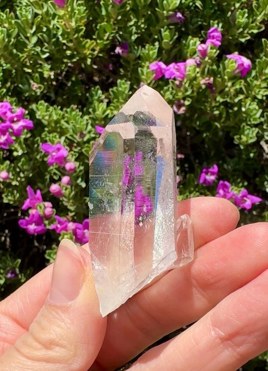 High Quality Colombian Lemurian