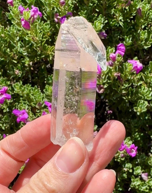 High Quality Colombian Lemurian