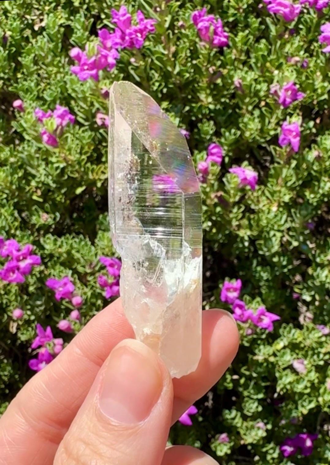 High Quality Colombian Lemurian
