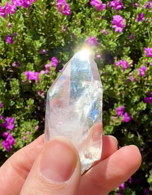 High Quality Colombian Lemurian