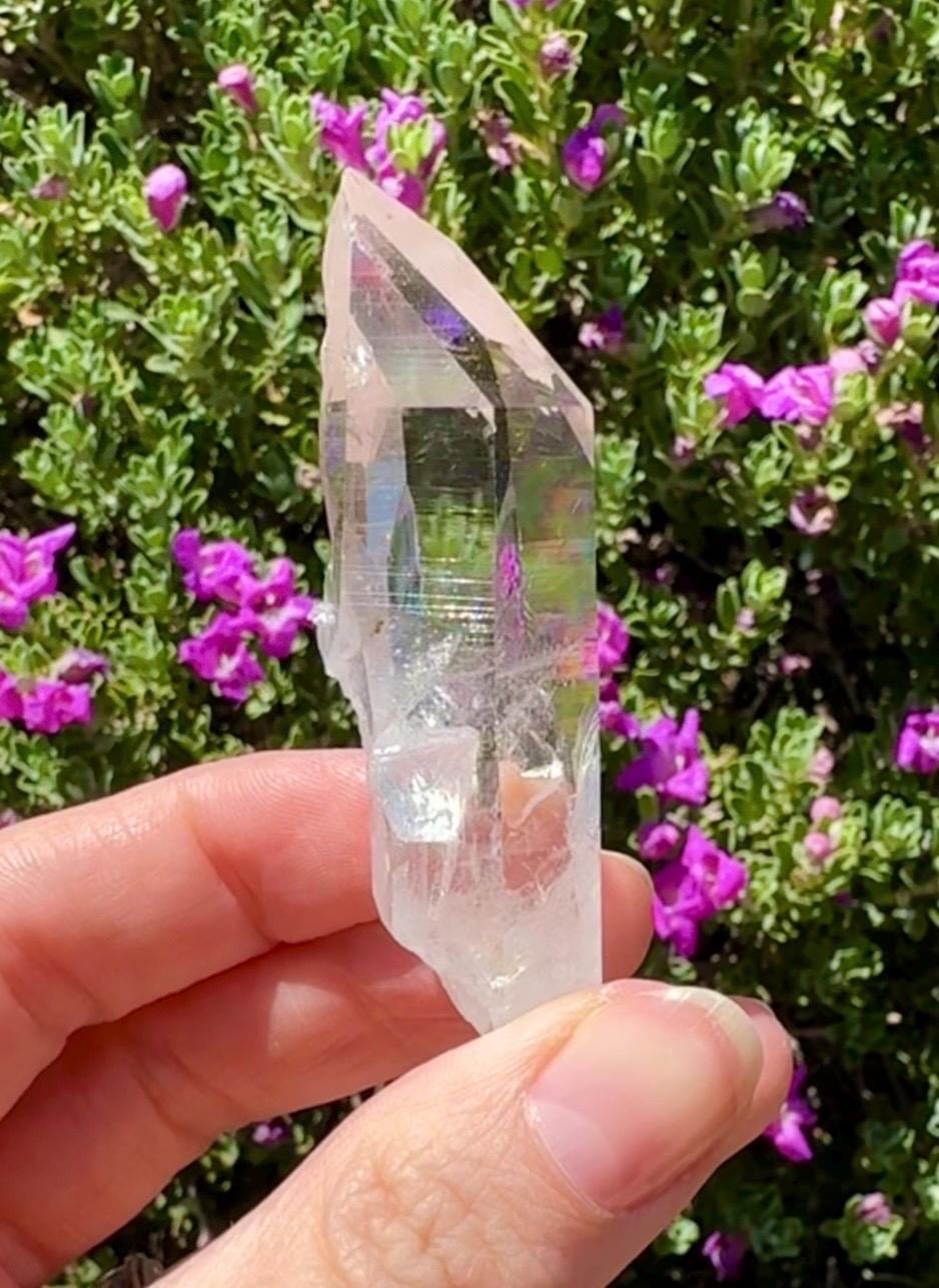 High Quality Colombian Lemurian