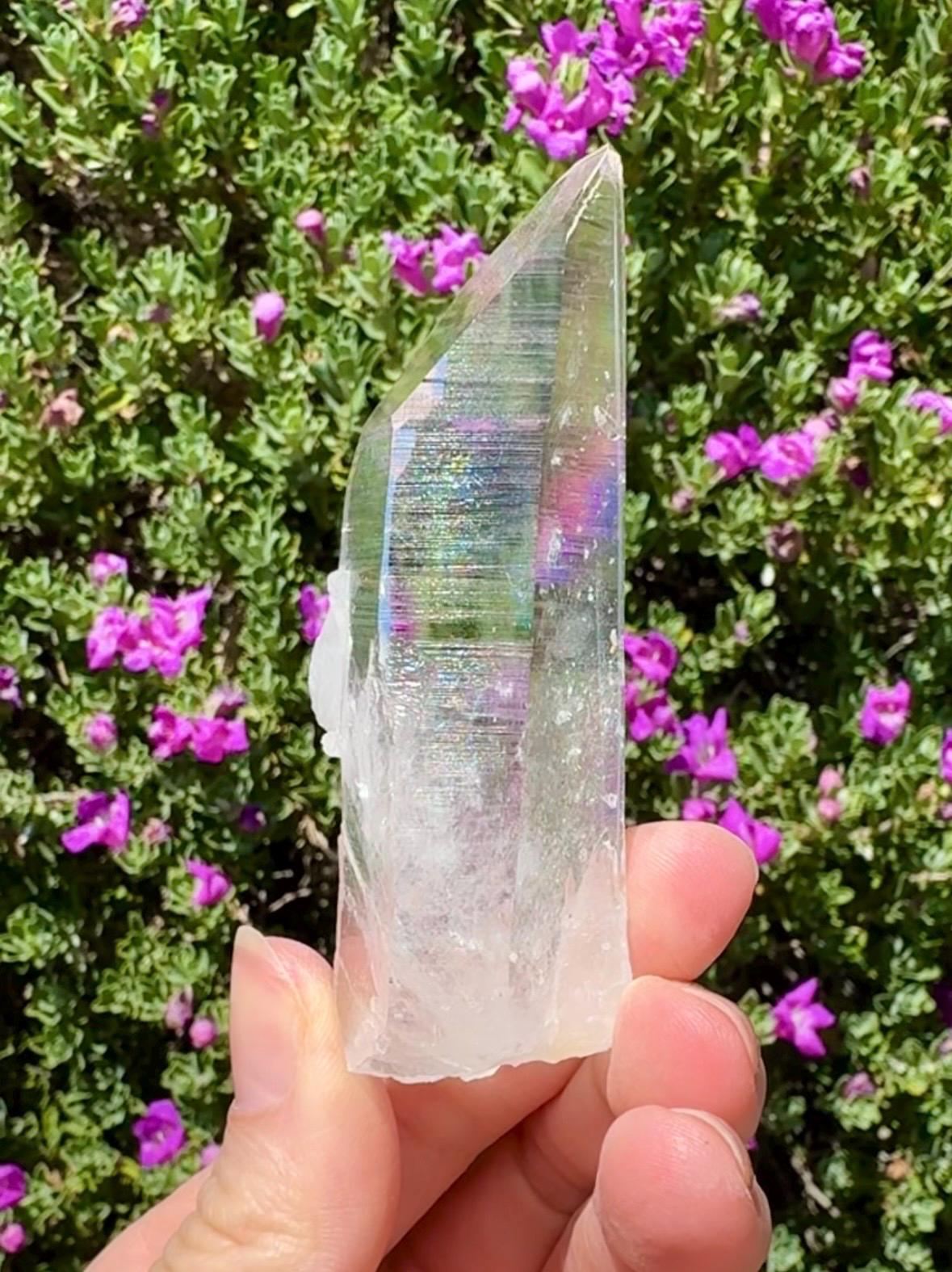 High Quality Colombian Lemurian