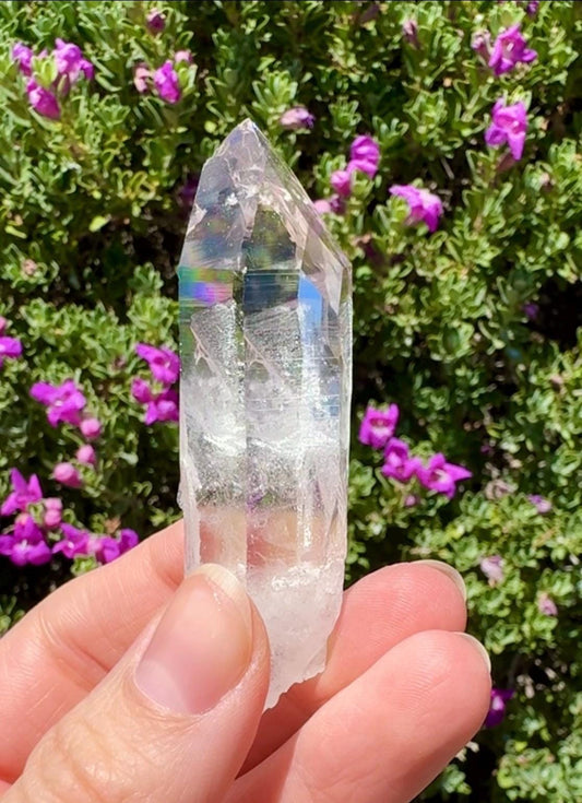 High Quality Colombian Lemurian