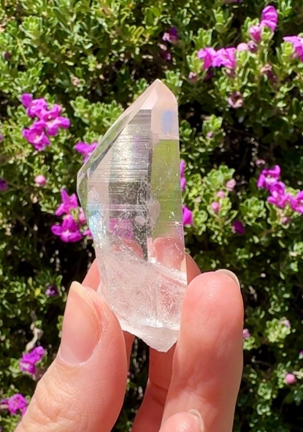 High Quality Colombian Lemurian