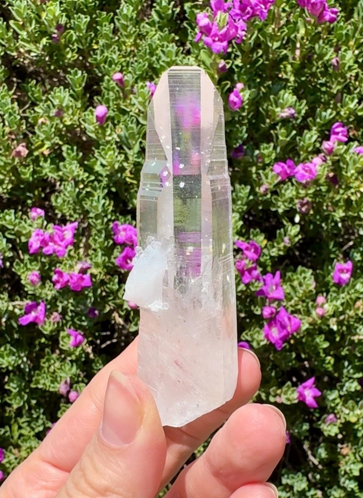 High Quality Colombian Lemurian