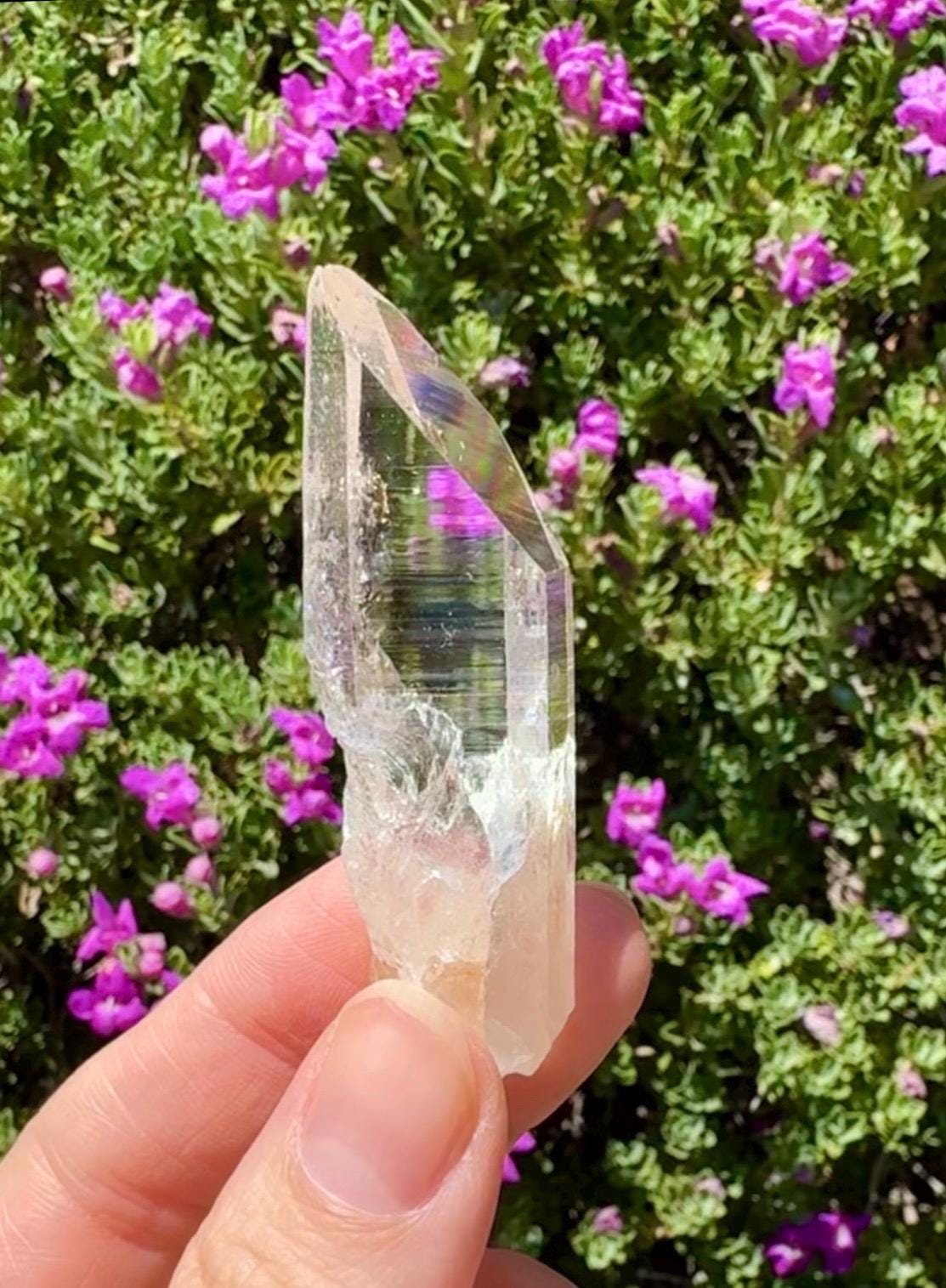 High Quality Colombian Lemurian
