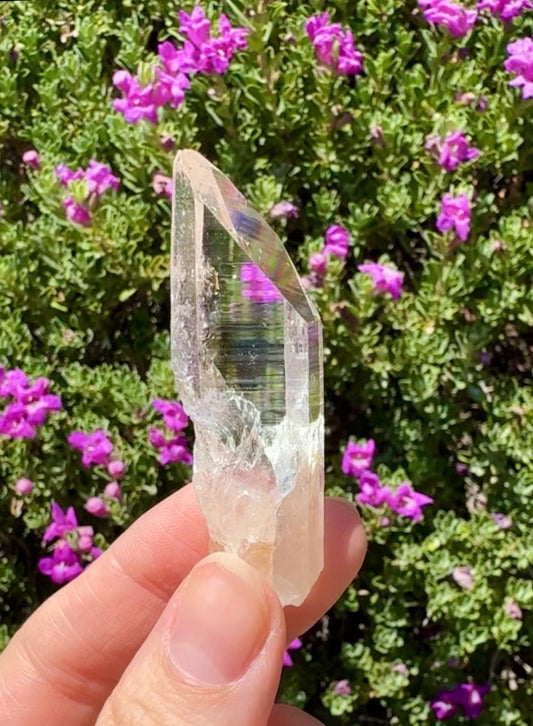High Quality Colombian Lemurian
