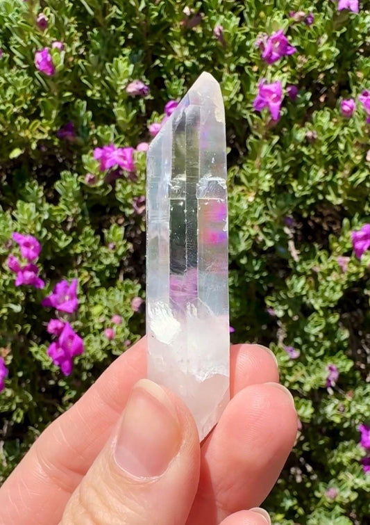 High Quality Colombian Lemurian