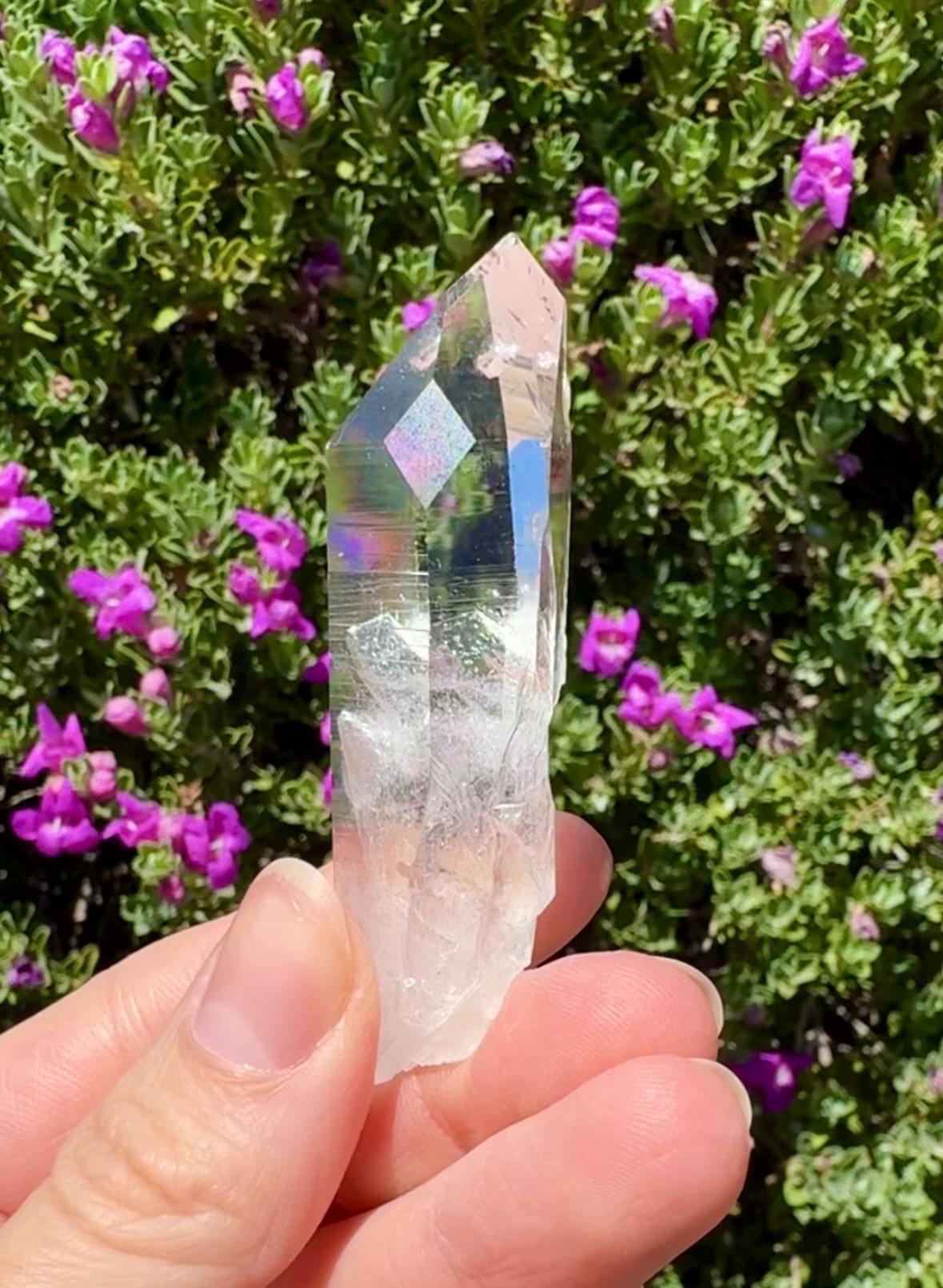 High Quality Colombian Lemurian