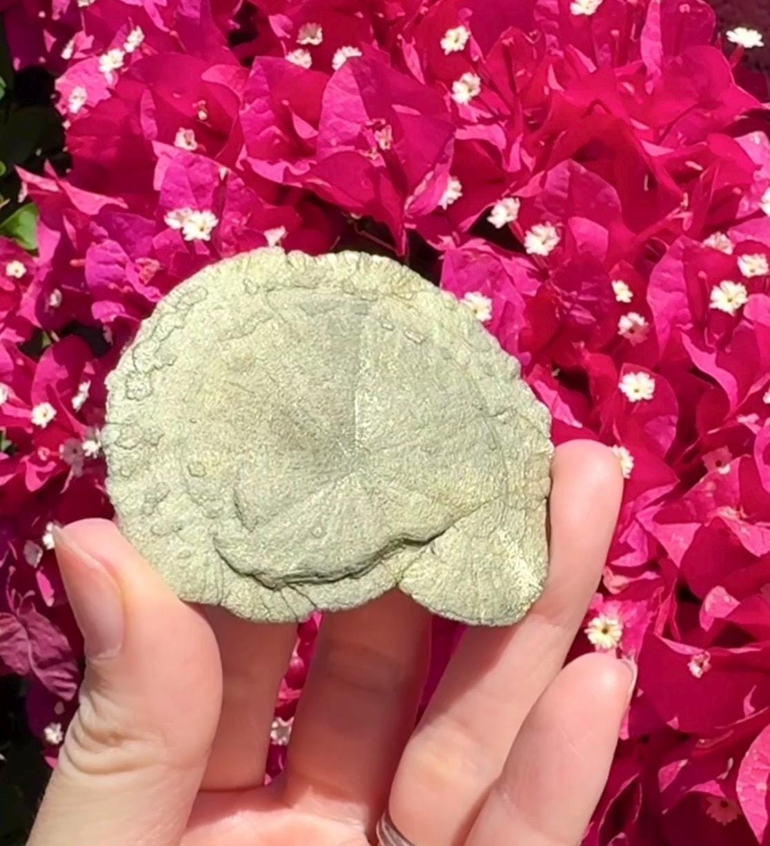 Pyrite Sun