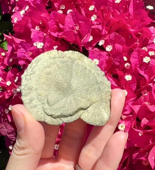 Pyrite Sun
