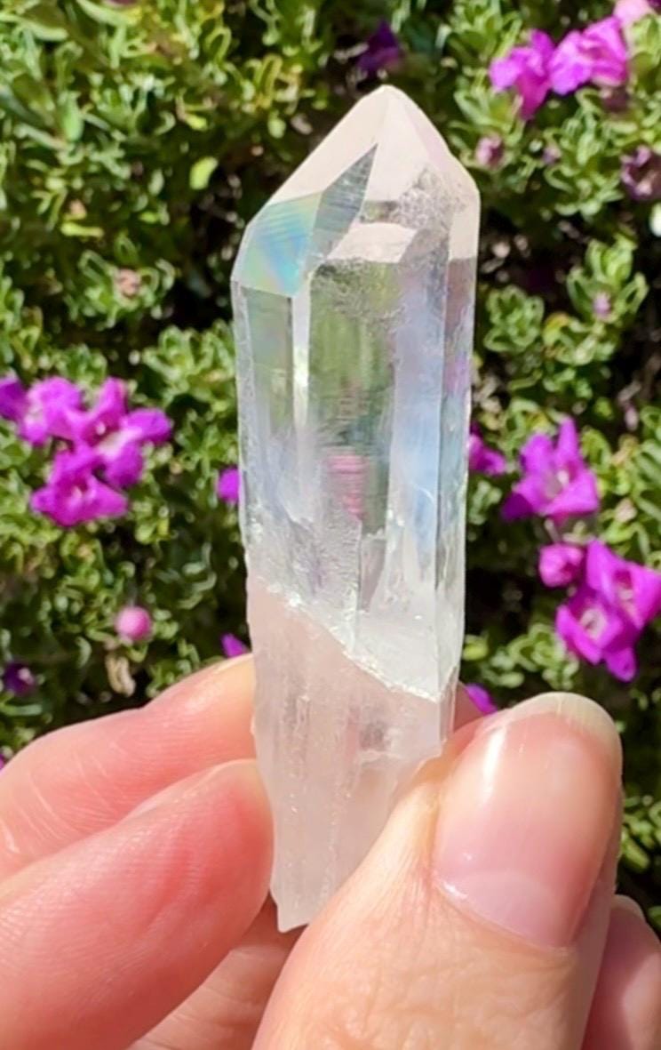 High Quality Colombian Lemurian