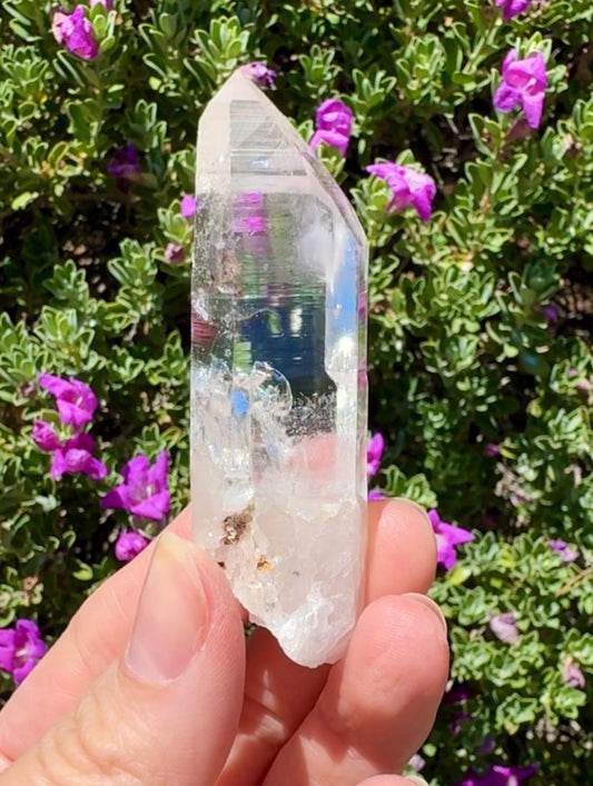 High Quality Colombian Lemurian