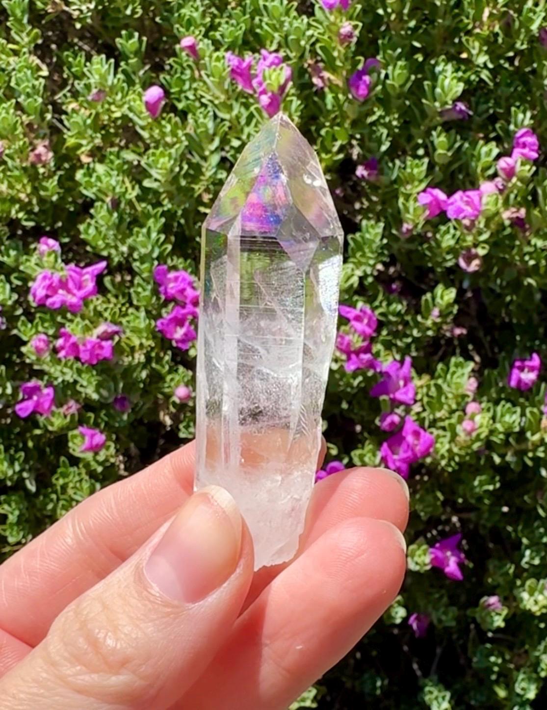 High Quality Colombian Lemurian