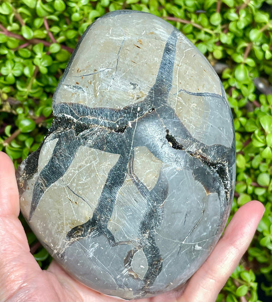 Druzy Septarian Egg