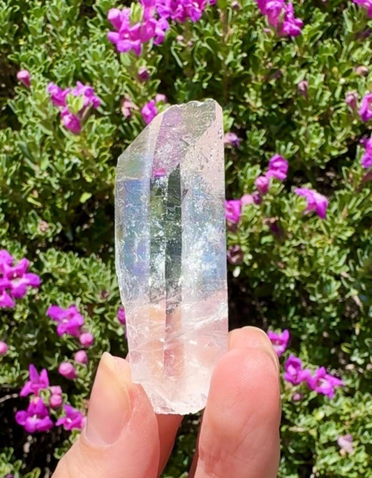 High Quality Colombian Lemurian