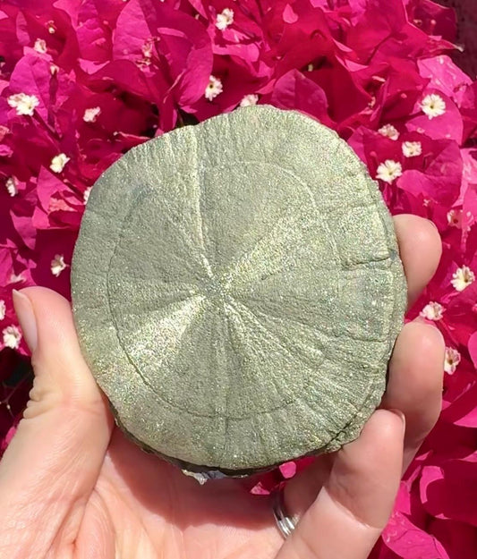 Pyrite Sun
