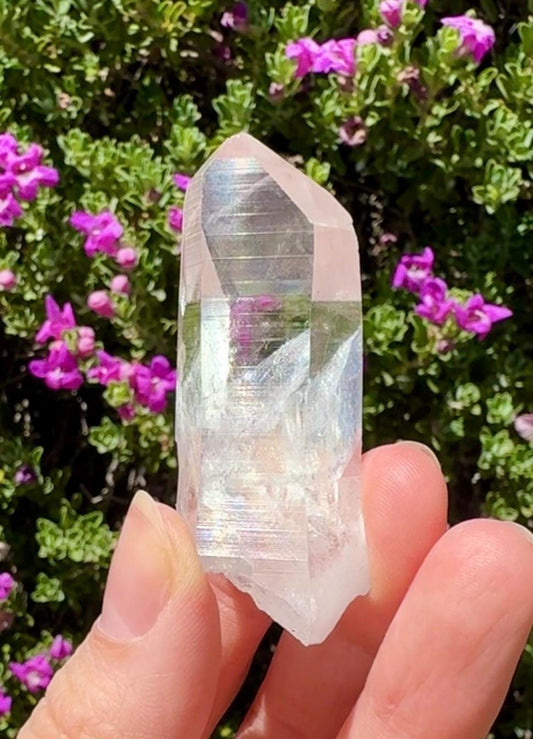 High Quality Colombian Lemurian