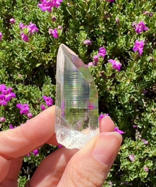 High Quality Colombian Lemurian