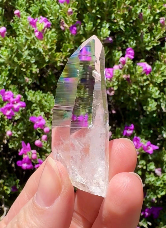 High Quality Colombian Lemurian