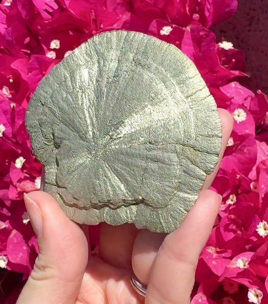 Pyrite Sun