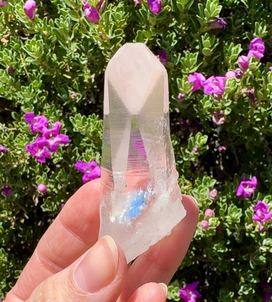 High Quality Colombian Lemurian